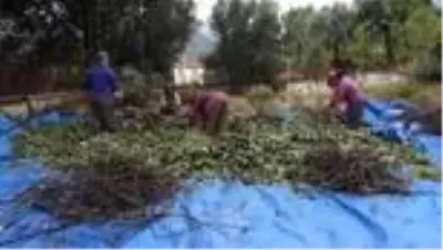 Muğla'da tıbbi ve aromatik bitkiler gelir kaynağı olacak Muğla'da tıbbi ve aromatik bitkiler gelir kaynağı olacak