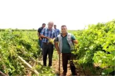 Sarıgöl'de dolu ve fırtına zarara yol açtı