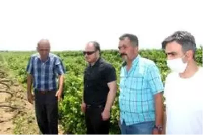 Sarıgöl'de dolu ve fırtına zarara yol açtı