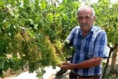 Sarıgöl'de dolu ve fırtına zarara yol açtı