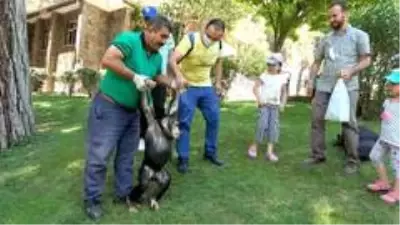 Şempanze Can'ın ziyaretçi mutluluğu Şempanze Can'ın ziyaretçi mutluluğu