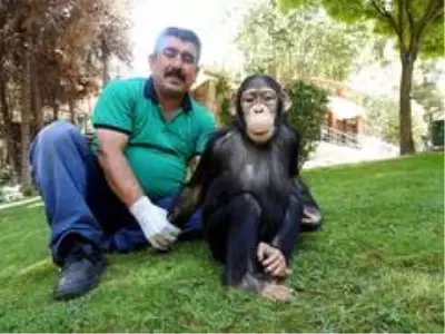 Şempanze Can'ın ziyaretçi mutluluğu Şempanze Can'ın ziyaretçi mutluluğu