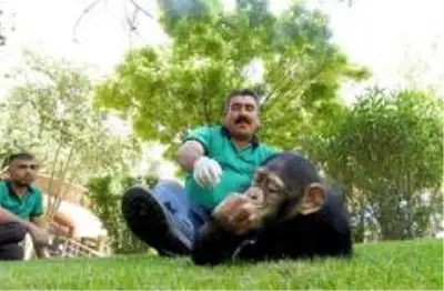 Şempanze Can'ın ziyaretçi mutluluğu Şempanze Can'ın ziyaretçi mutluluğu