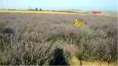 Tekirdağ'da lavanta tarlasında nikah Tekirdağ'da lavanta tarlasında nikah