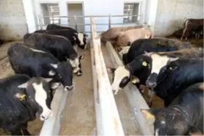 Altındağ'da kurban hareketliliği başladı
