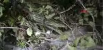 Seyahatname: Annesinin çeyiz sandığındaki ipek çarşaftan etkilendi, koza üretmeye başladı Seyahatname: Annesinin çeyiz sandığındaki ipek çarşaftan etkilendi, koza üretmeye başladı