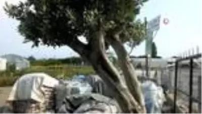 Balıkesir'de zeytin ağaçları saksıya girdi Balıkesir'de zeytin ağaçları saksıya girdi