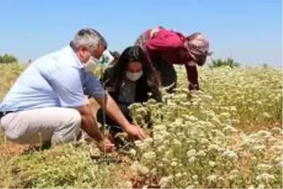 Çizmeleri giyen kadın kaymakam kekik hasadına katıldı Çizmeleri giyen kadın kaymakam kekik hasadına katıldı