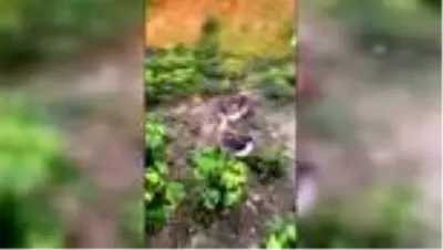 Denizli'de 40 kazın tarlaya girdiği gerekçesiyle telef edildiği iddiası Denizli'de 40 kazın tarlaya girdiği gerekçesiyle telef edildiği iddiası