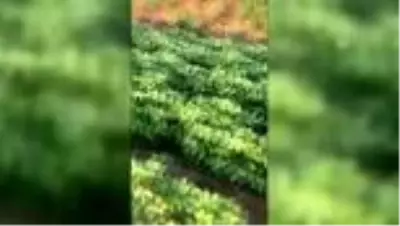 Denizli'de 40 kazın tarlaya girdiği gerekçesiyle telef edildiği iddiası Denizli'de 40 kazın tarlaya girdiği gerekçesiyle telef edildiği iddiası