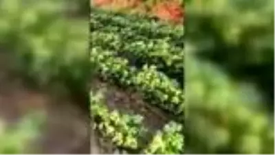 Denizli'de 40 kazın tarlaya girdiği gerekçesiyle telef edildiği iddiası Denizli'de 40 kazın tarlaya girdiği gerekçesiyle telef edildiği iddiası