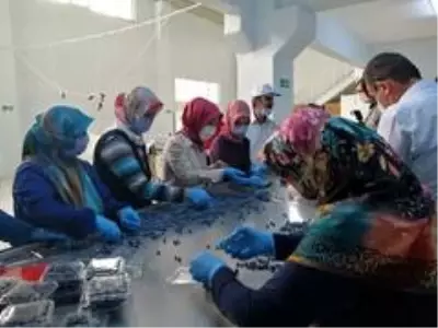 Dünyanın yaban mersini Bursa'da üretiliyor