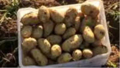 Son dakika! Erkenci patateste verim ve kalite yüz güldürdü Son dakika! Erkenci patateste verim ve kalite yüz güldürdü