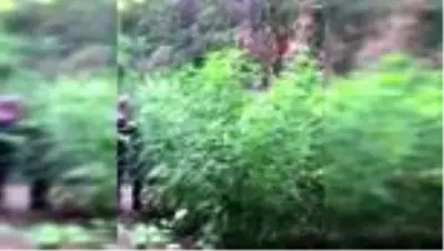 Hatay'da uyuşturucu operasyonu Hatay'da uyuşturucu operasyonu