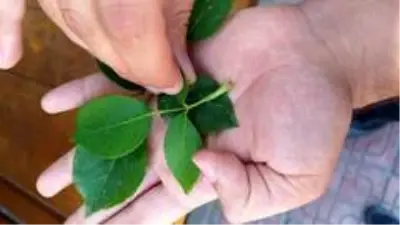 Kastamonu'da 3 bin yılda bir açtığına inanılan 'udumbara çiçeği' görüldü Kastamonu'da 3 bin yılda bir açtığına inanılan 'udumbara çiçeği' görüldü
