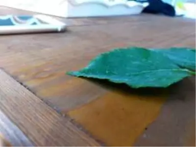 Kastamonu'da 3 bin yılda bir açtığına inanılan 'udumbara çiçeği' görüldü Kastamonu'da 3 bin yılda bir açtığına inanılan 'udumbara çiçeği' görüldü