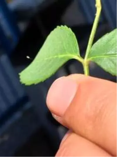 Kastamonu'da 3 bin yılda bir açtığına inanılan 'udumbara çiçeği' görüldü Kastamonu'da 3 bin yılda bir açtığına inanılan 'udumbara çiçeği' görüldü