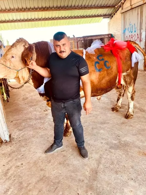 Kayseri�de 1,5 tonluk boğa, 35 bin liradan satışa çıkarıldı Haberler