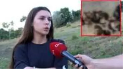 Küçükçekmece'de çöp konteynerinde 16 kedi ölüsü bulundu Küçükçekmece'de çöp konteynerinde 16 kedi ölüsü bulundu