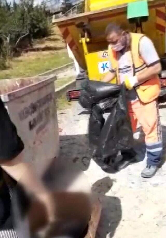 Küçükçekmece'de çöp konteynerinde 16 kedi ölüsü bulundu Küçükçekmece'de çöp konteynerinde 16 kedi ölüsü bulundu