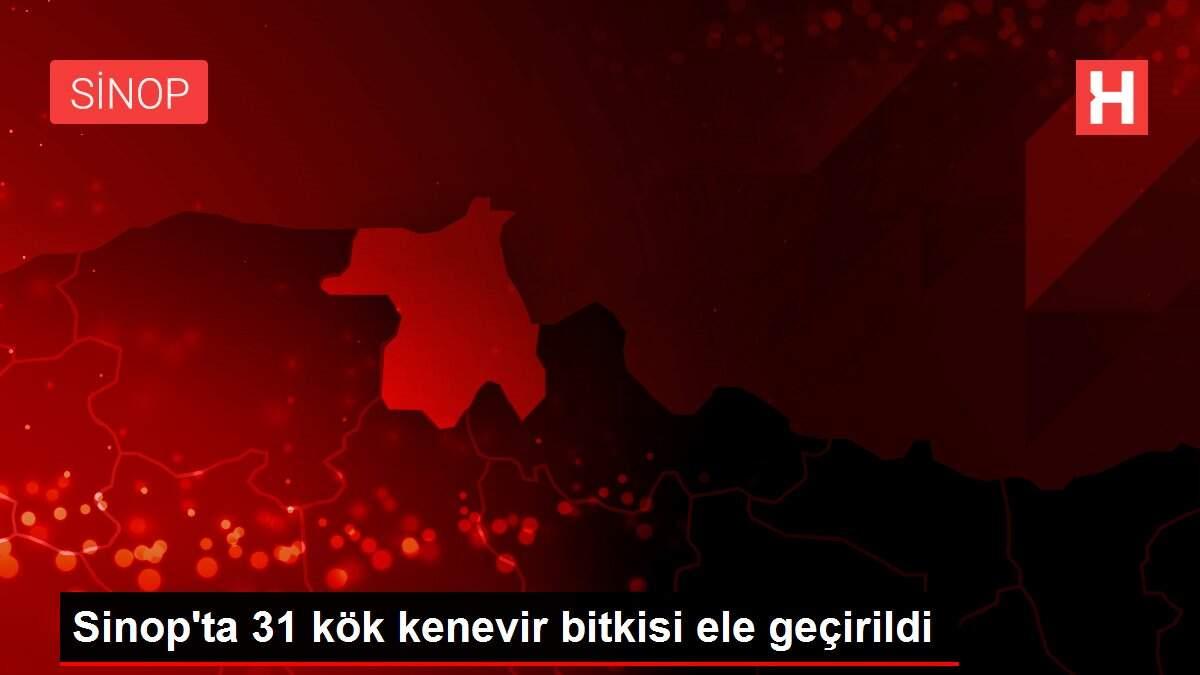 Sinop'ta 31 kök kenevir bitkisi ele geçirildi