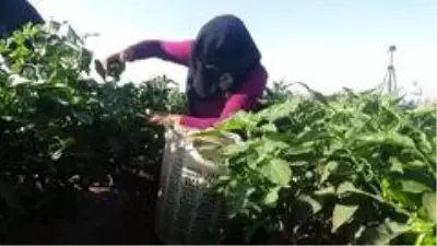 Suriye sınırında en acı hasat