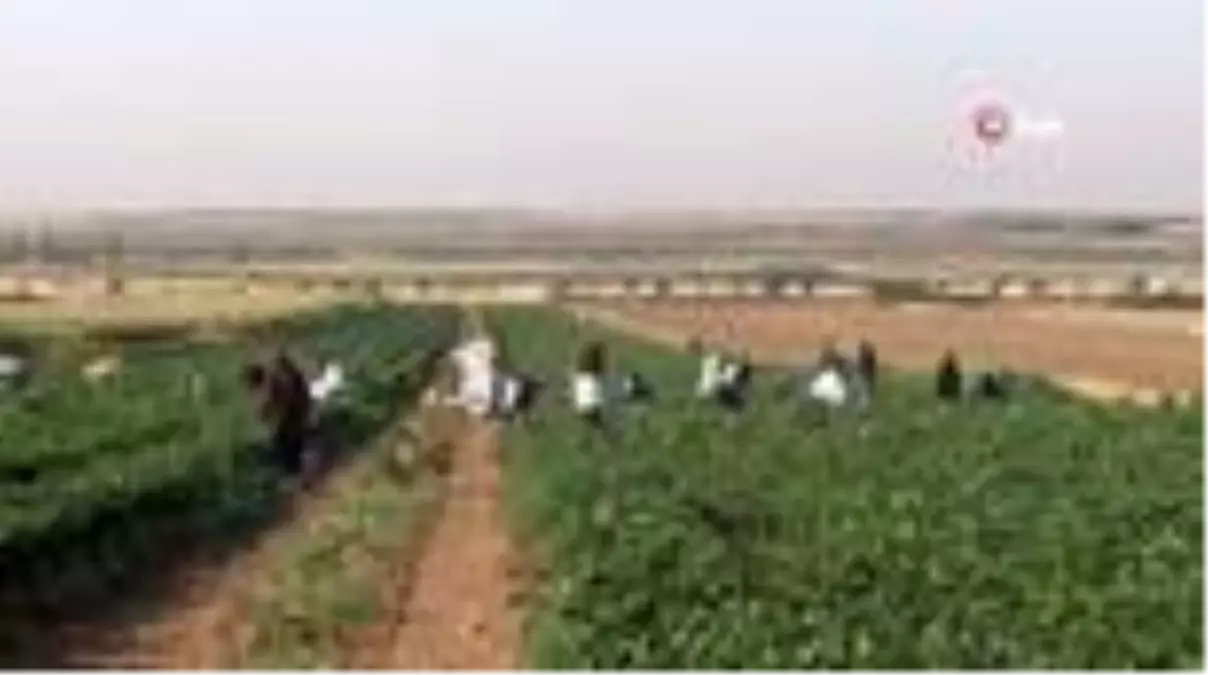 Suriye sınırında en acı hasat