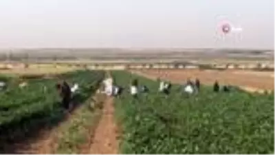 Suriye sınırında en acı hasat Suriye sınırında en acı hasat