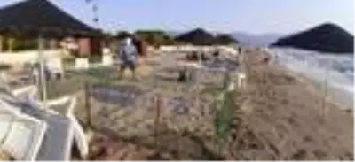 Yuvalama alanı için Kuşadası'nı seçen caretta caretta korumaya alındı Yuvalama alanı için Kuşadası'nı seçen caretta caretta korumaya alındı