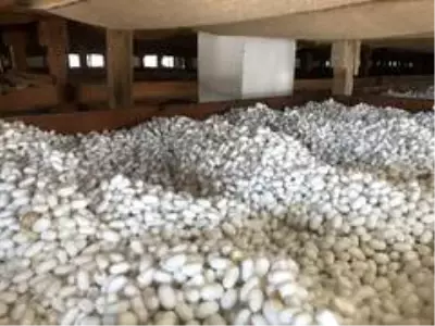 40 günde 15 bin lira kazandıran meslek
