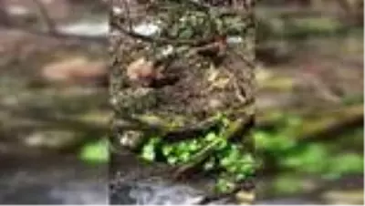 Artvin'de yavru ayıyı vuran ve daha sonra köpeklerini üzerine salan kişi yakalandı Artvin'de yavru ayıyı vuran ve daha sonra köpeklerini üzerine salan kişi yakalandı