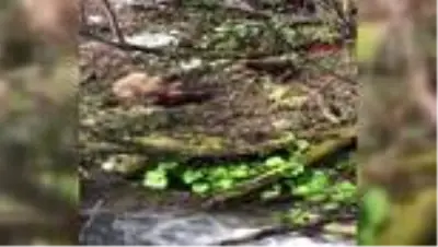 Artvin Vurulan yavru ayıya işkence eden avcı, gözaltında Artvin Vurulan yavru ayıya işkence eden avcı, gözaltında