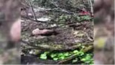Artvin Vurulan yavru ayıya işkence eden avcı, gözaltında Artvin Vurulan yavru ayıya işkence eden avcı, gözaltında
