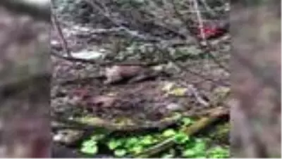Artvin Vurulan yavru ayıya işkence eden avcı, gözaltında Artvin Vurulan yavru ayıya işkence eden avcı, gözaltında