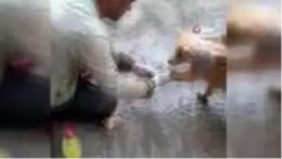 Ayakları asfalta yapışan yavru köpek böyle kurtarıldı Ayakları asfalta yapışan yavru köpek böyle kurtarıldı