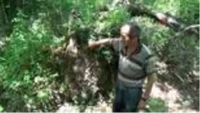 Son dakika haber | Define bulmak için 700 yıllık çınarı talan edip yaktılar Son dakika haber | Define bulmak için 700 yıllık çınarı talan edip yaktılar