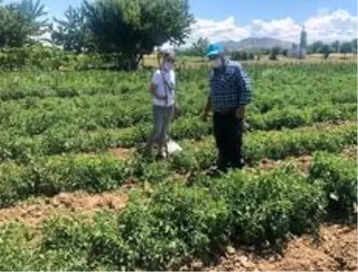 Domateslerdeki 'Mildiyö' hastalığına karşı ilaçlama tavsiyesi Domateslerdeki 'Mildiyö' hastalığına karşı ilaçlama tavsiyesi