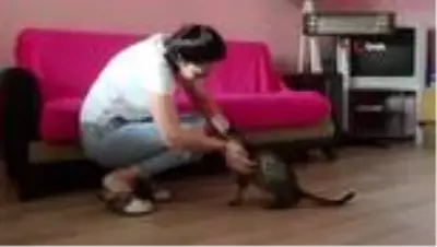 Engelli kediye ’Umut’ oldular
