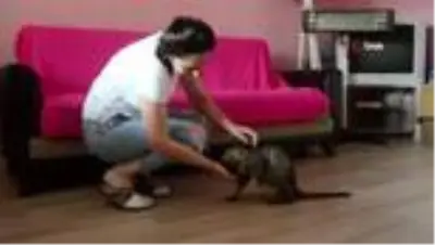 Engelli kediye 'Umut' oldular Engelli kediye 'Umut' oldular