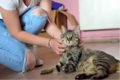 Engelli kediye umut oldular Engelli kediye umut oldular