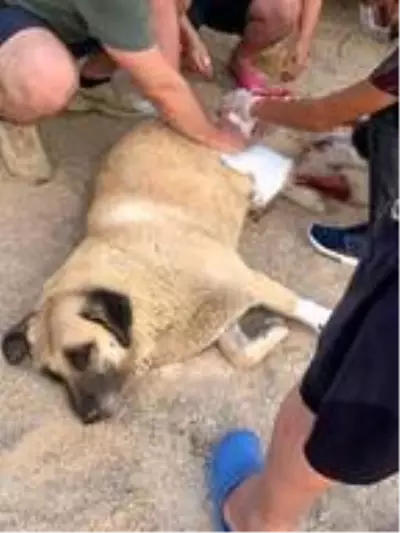 Evin önünde havladı, diye köpeği bıçakladı