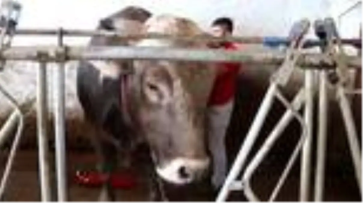 Gözü gibi baktığı boğanın üstünde matador gibi poz verdi