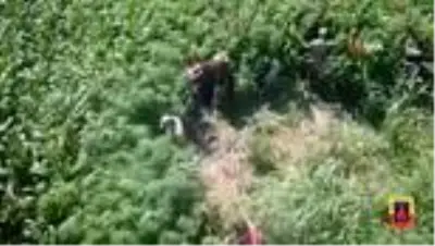 Iğdır’da droneli kenevir operasyonu: 1 gözaltı