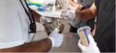 İyileşen martı ile kaplumbağa doğaya salındı İyileşen martı ile kaplumbağa doğaya salındı