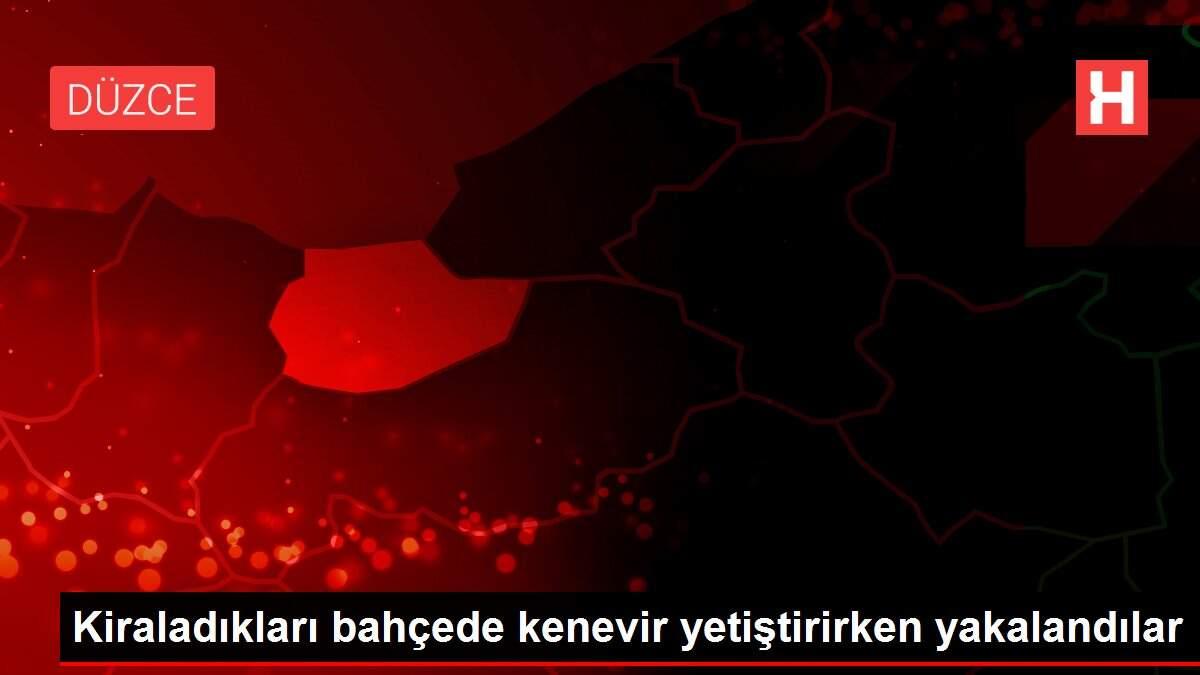 Kiraladıkları bahçede kenevir yetiştirirken yakalandılar
