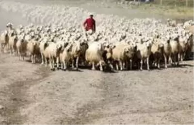 'Köyde yaşamak için 'bir sürü' neden projesi' protokolü koyun sürülerinin arasında imzalandı 'Köyde yaşamak için 'bir sürü' neden projesi' protokolü koyun sürülerinin arasında imzalandı