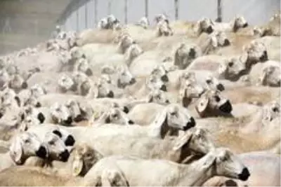'Köyde yaşamak için 'bir sürü' neden projesi' protokolü koyun sürülerinin arasında imzalandı 'Köyde yaşamak için 'bir sürü' neden projesi' protokolü koyun sürülerinin arasında imzalandı