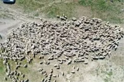 'Köyde yaşamak için 'bir sürü' neden projesi' protokolü koyun sürülerinin arasında imzalandı 'Köyde yaşamak için 'bir sürü' neden projesi' protokolü koyun sürülerinin arasında imzalandı