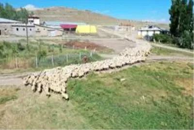 'Köyde yaşamak için 'bir sürü' neden projesi' protokolü koyun sürülerinin arasında imzalandı 'Köyde yaşamak için 'bir sürü' neden projesi' protokolü koyun sürülerinin arasında imzalandı