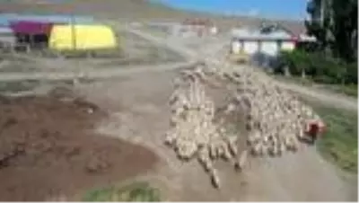 'Köyde yaşamak için 'bir sürü' neden' projesi koyun sürülerinin arasında imzalandı 'Köyde yaşamak için 'bir sürü' neden' projesi koyun sürülerinin arasında imzalandı